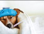 Como diagnosticar e prevenir a gripe canina em tempos de pandemia?