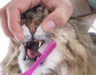 Está na hora de escovar os dentes. Seu pet gosta da escovação?