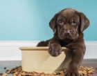 Sete boas dicas para  alimentar seu cão de forma balanceada