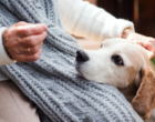 Pets podem ajudar a combater solidão na quarentena