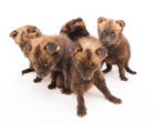 Zoológico de Brasília acolhe cinco filhotes órfãos de lobo-guará