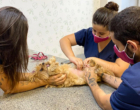 Outubro Rosa Pet alerta para câncer de mama em gatas e cadelas