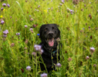 Especialista dá dicas de como manter a saúde dos pets em dia durante a primavera/calor