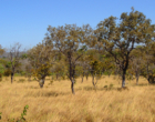 Cerrado é o segundo bioma com mais espécies ameaçadas