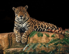 Aplicativo que previne falsificação de documentos de animais silvestres é o projeto vencedor do ZOOHACKATHON Brasil 2020