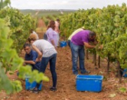 Hotéis para amantes de vinho no Alentejo