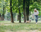 Hora do passeio: quais os cuidados necessários com os pets?