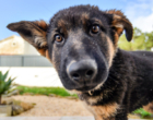 Seu cão está protegido contra a giardíase?