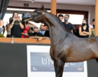 Programa do Cavalo Árabe vai ao ar quarta-feira