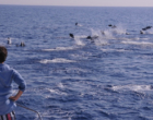 Principado de Mônaco lança nova atração turística: observação de baleias e golfinhos