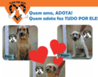 Campanha PET auxilia ONG referência em proteção animal