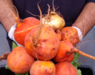 A tecnologia a favor do desenvolvimento da agricultura orgânica