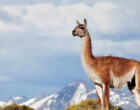 Parque Nacional da Patagônia, no Chile, é destino ideal para aproveitar após a pandemia