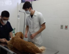 Hospital Público Veterinário oferece mais qualidade de vida aos pets e formação diferenciada aos futuros veterinários