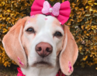 Galeria Pet alerta sobre câncer de mama em cães
