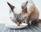 Chefbob lança comida saudável para gatos