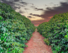 Cultivo de café exige que produtores ampliem e melhorem técnicas agrícolas