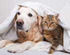 Pet mais saudável: dicas de cuidados durante o clima frio