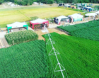 Irrigação é alternativa aos arrozeiros na produção de novos cultivos