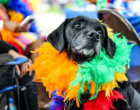Carnaval 2023: Devo levar meu cachorro para a folia?