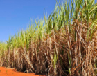 Conab prevê aumento de 4,4% na produção de cana-de-açúcar