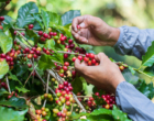 Colheita de café requer cuidados jurídicos para uma safra mais segura