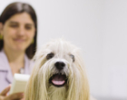 Nanotecnologia no controle da dermatite atópica canina