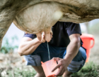 Mastite bovina causa um prejuízo anual de milhões no Brasil