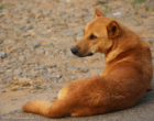 Será que os animais sentem frio?