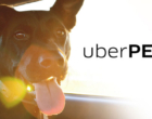 Uber Pet: veja regras para o transporte de animais