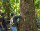 Mercur celebra 15 anos do Projeto Borracha Nativa na Amazônia