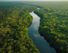 Crescimento sustentável da Amazônia requer responsabilidade do setor privado