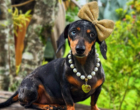 O crescimento dos influenciadores pets e o sucesso da mineirinha Keisha Dachs