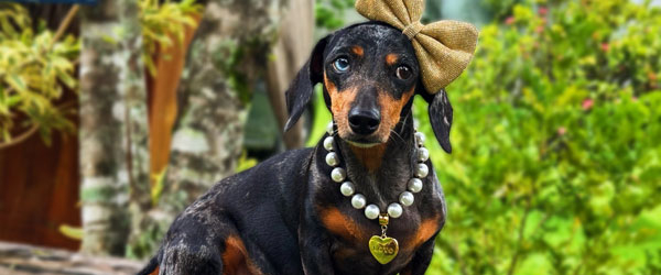 O crescimento dos influenciadores pets e o sucesso da mineirinha Keisha Dachs