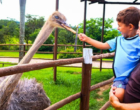 Parque do Avestruz promove fim de semana  especial para celebrar Dia dos Pais