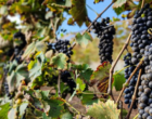 Uai Wine ocupa o Palácio da Liberdade e reposiciona Minas no mapa do vinho brasileiro