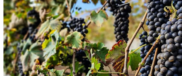 Uai Wine ocupa o Palácio da Liberdade e reposiciona Minas no mapa do vinho brasileiro