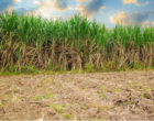 15 de Setembro – Valor da produção agrícola cresce em Minas