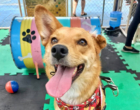 Feira de adoção, vermifugação gratuita e arena cross dog agitam domingo pet em BH