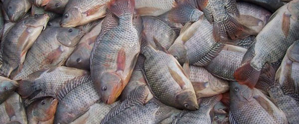 Semana Nacional do Pescado reforça qualidade e segurança da tilápia brasileira
